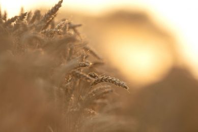 Wheat price skyrockets after new report. Photo: Mark Pasveer