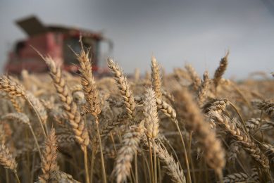 Wheat harvest not progressing and yields too low. Photo: Mark Pasveer