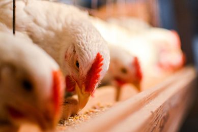 The change in legislation allows PAPs from pigs to be used in poultry feed, and PAPs from poultry to be used in pig feed. Photo: Olinkykfoto
