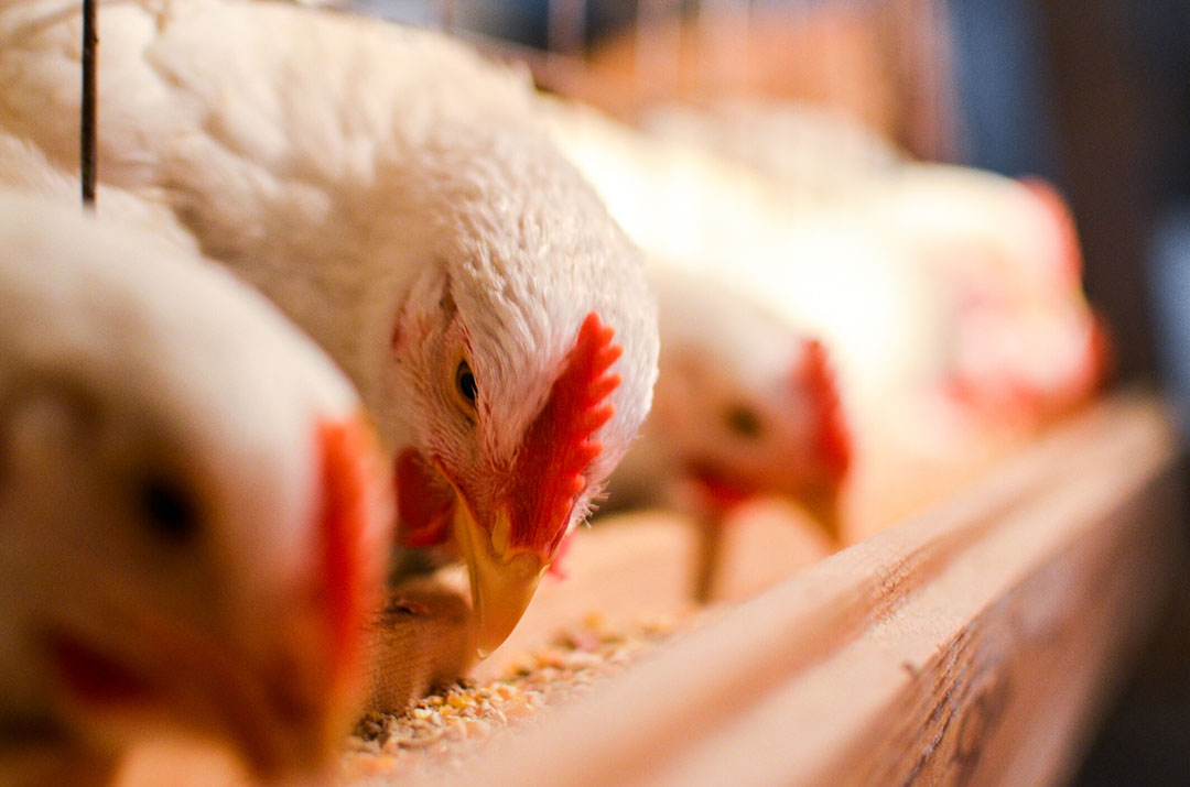 The rules will only change to allow additional types of processed animal protein (PAPs) to be used in pig and poultry feed when they have been proven to be safe. Photo: Olinkykfoto