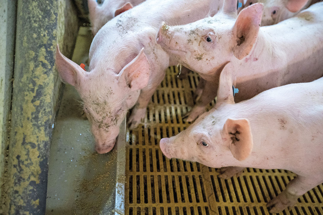 MCFA supplementation to young piglets resulted in longer villi in the small intestine with a lower crypt depth. Photo: Bert Jansen