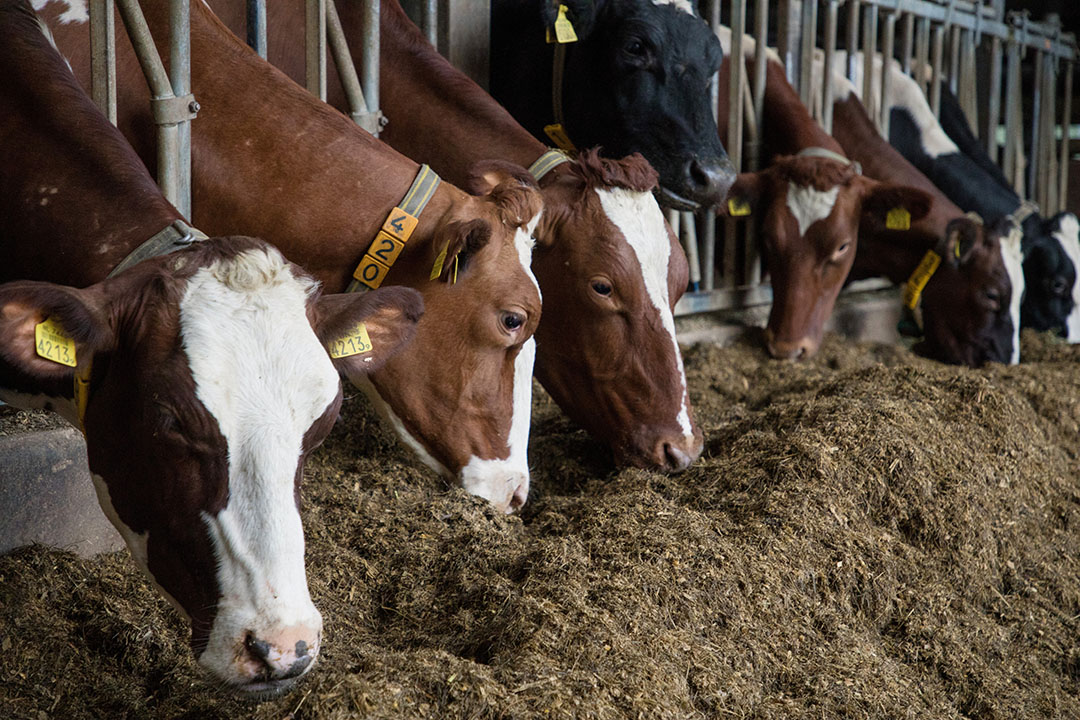 The study shows that replacing barley with oats in the diet of dairy cows fed a grass silage-based diet can be used to mitigate enteric CH4 emissions. Photo: Herbert Wiggerman