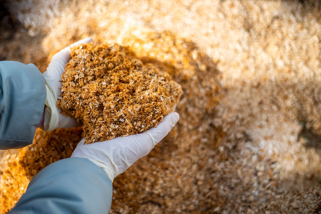 Aspen sawdust can replace 30% of the conventional diet for dairy cattle without reducing the intake of digestible dry matter and milk production. Photo: Shutterstock