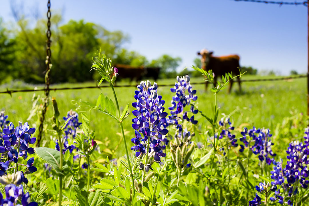 For centuries, lupins have been grown for feed in many areas of the world, mainly in the Mediterranean and some parts of South America. Photo: Shutterstock