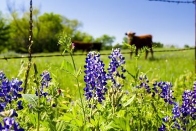 The potential of lupins as a soy alternative