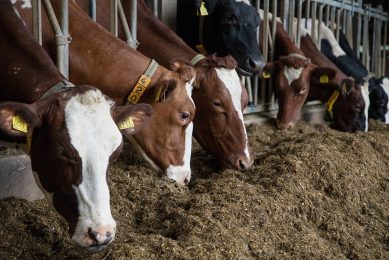 The study shows that replacing barley with oats in the diet of dairy cows fed a grass silage-based diet can be used to mitigate enteric CH4 emissions. Photo: Herbert Wiggerman