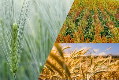 Since the domestic supply pressure for feed grains during the drought, Australia produced a record wheat crop and a near record barley crop. Photo: Belinda Fewings (barley), Schwoaze (sorghum) and Raphael Rychetsky (wheat)