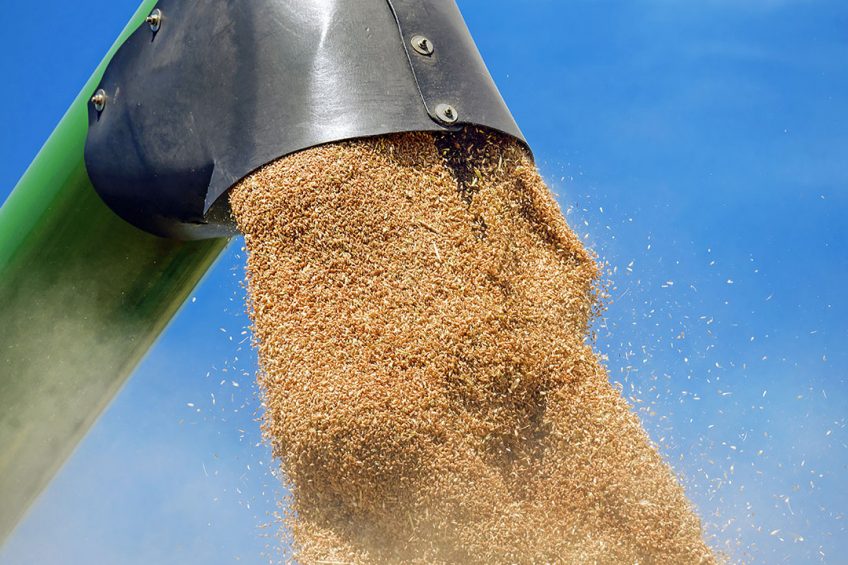 Russia blames USDA for grain price rise amid production concerns Photo: Canva