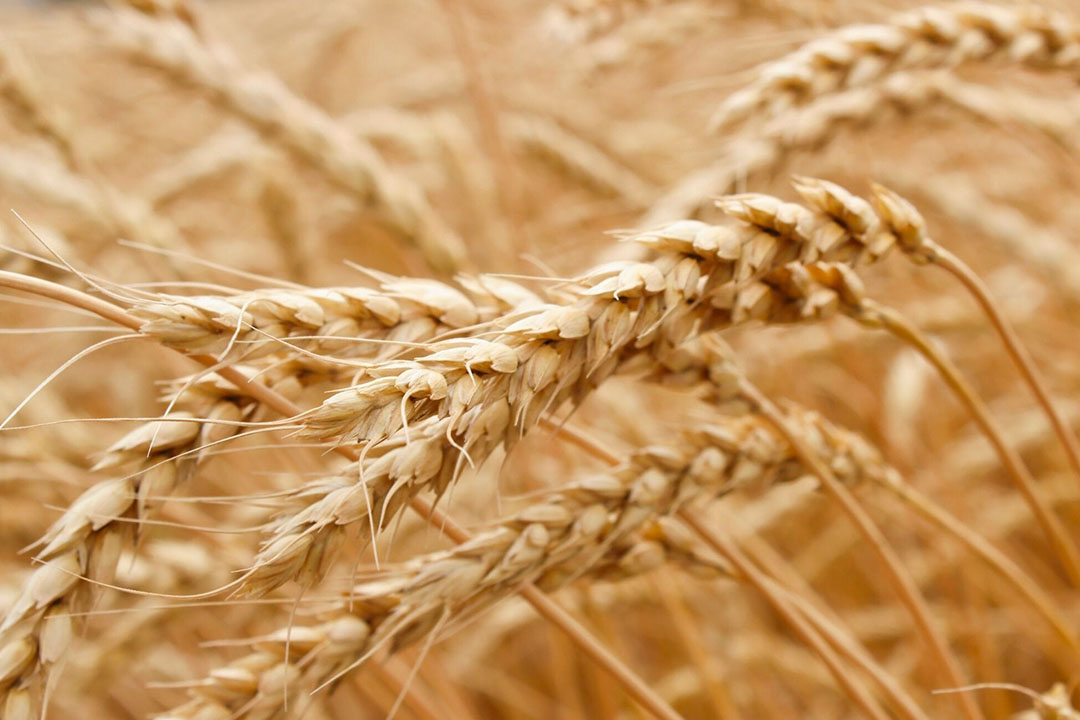 Wheat price climbs again towards €250 per tonne in Paris - All About Feed