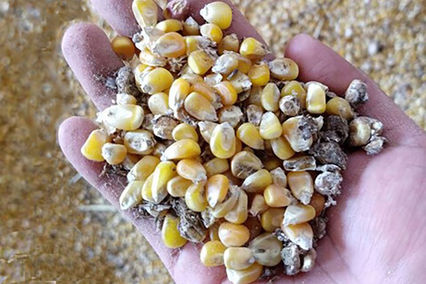 Organic acids help preserve animal feed and prevent spoilage through moulds, yeasts, and mycotoxins. Photo: EW Nutrition