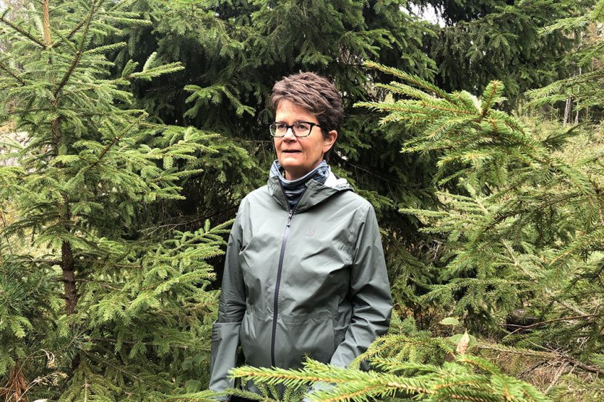 Professor Margareth Øverland, head of Foods of Norway, is among the tree species Picea abies, or the Norwegian spruce tree. Photo: Margareth Øverland