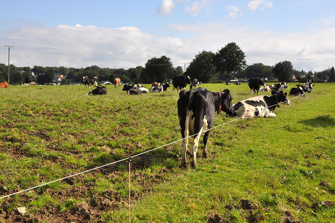 Farmers can play a vital role in carbon sequestration by managing their grassland areas well to ensure they act as good stores of carbon. Photo: Picasa