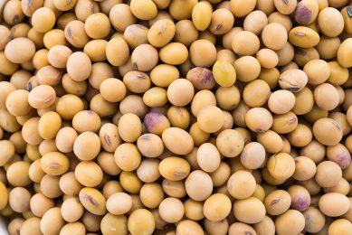 The price of soybean meal in India has seen a significant rise. Photo: Life for Stock