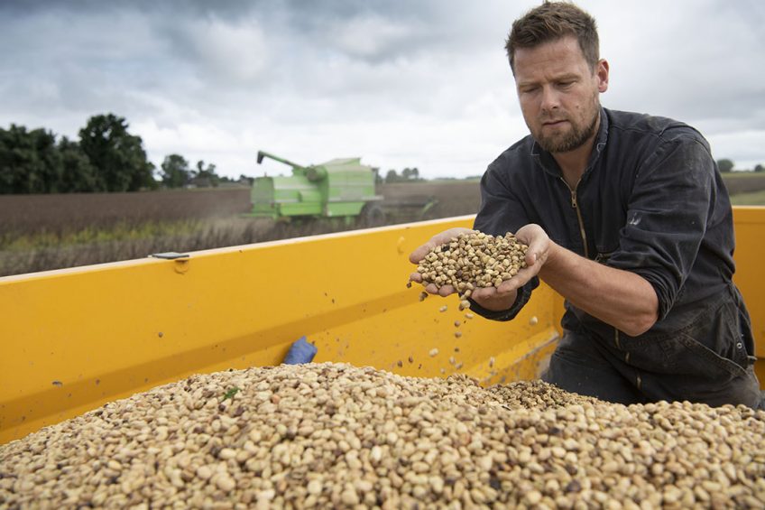 Farmer-led research has found that sprouting wheat and vetch seeds, grain tailings and processed beans have all been found to be good soya alternatives. Photo: Mark Pasveer