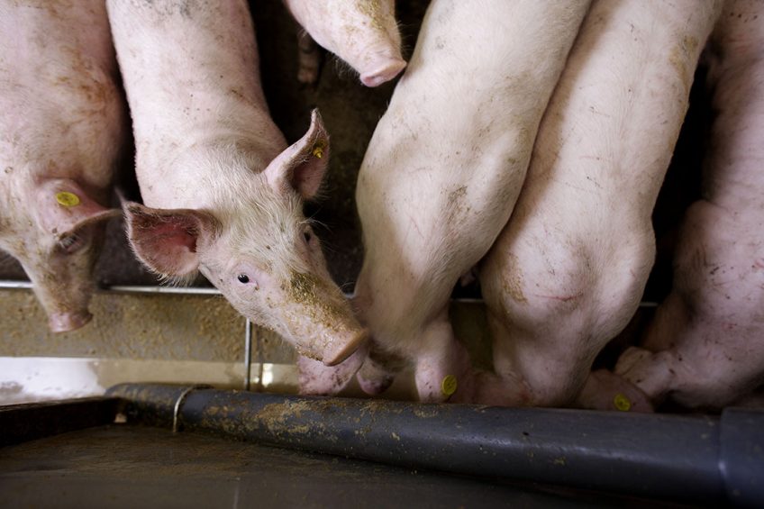 Russia set to limit antibiotic use in animal feed. Photo: Hans Prinsen