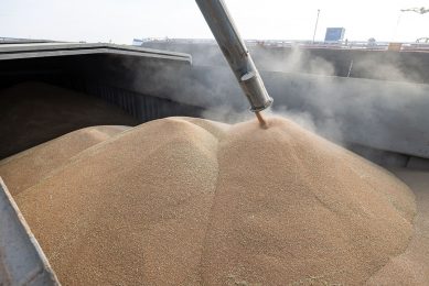 Wheat trade calmed down again Photo: Peter Roek