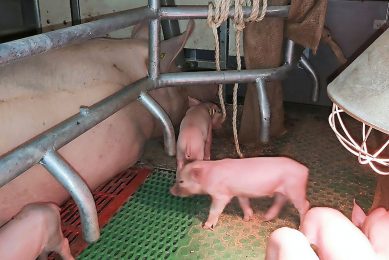 At the Family feeding concept, sows can teach piglets better how to eat. Photo: WUR