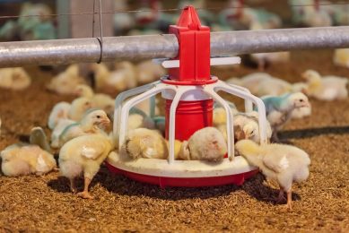 The chick’s first seven days on-farm plays an important role in determining its performance later in life. Photo: Shutterstock