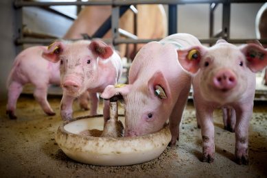 Pigs enjoying a meal consisting of BSF larvae at Wageningen University & Research. Photos: Wageningen Livestock Research