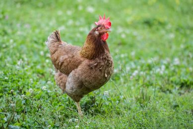 Optimal grass sward types for free-range poultry Photo: Canva