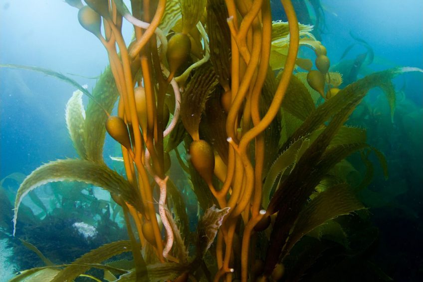 Financial boost for English seaweed and shellfish sectors