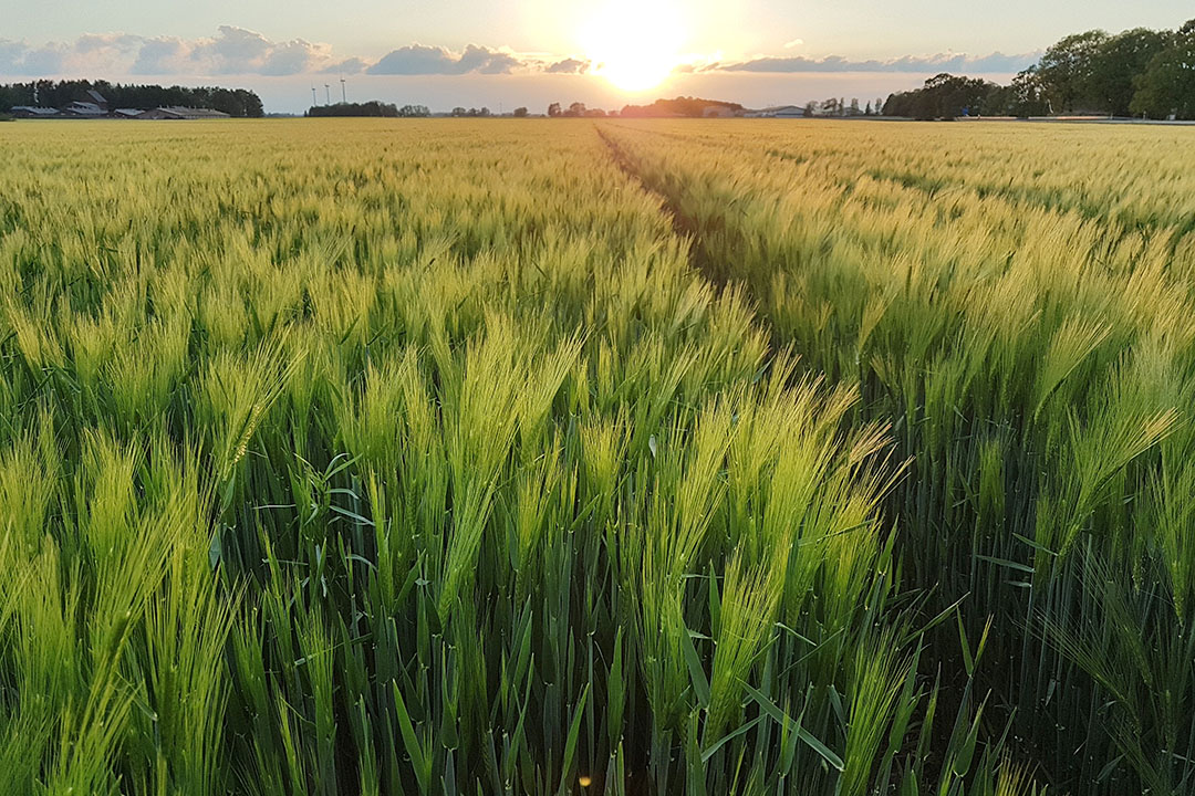 Erik's hybrid winter barley crop yielded 10 tonnes per hectare this year. Photo: Picasa