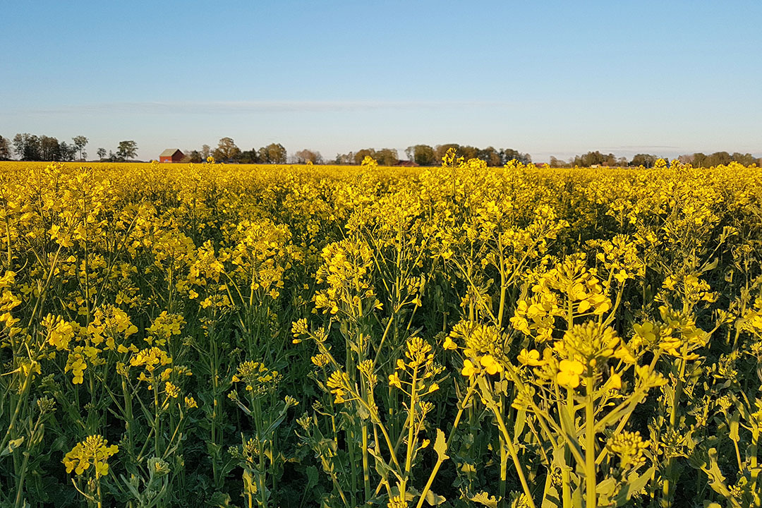 This year's winter rapeseed crop yielded 4.7 tonnes per hectare. Photo: Picasa