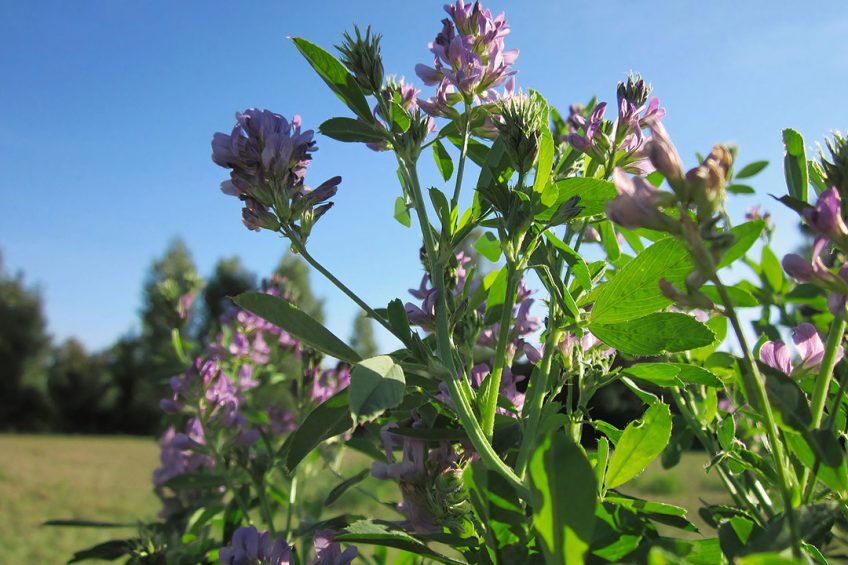 On most Australian dairy farms, lucerne is harvested for hay or silage on outblocks. Photo: Pixabay.com