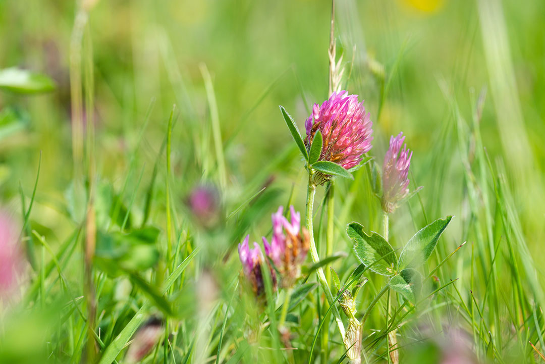 Red clover grows well with other temperate pasture grasses such as ryegrass. Photo: Joseph Vary