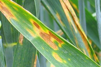 Leaf spot disease, otherwise known as Septoria, is caused by the fungus Zymoseptoria tritici. Photo: Maccheek