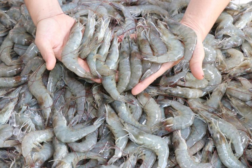 A recent study has shown the potential for commercially-farmed insects to replace traditional animal feed ingredients, such as fishmeal. Photo: Nutrition Technologies