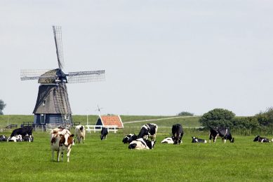 Cows in pasture in the Netherlands. Photo: Wick Natzijl