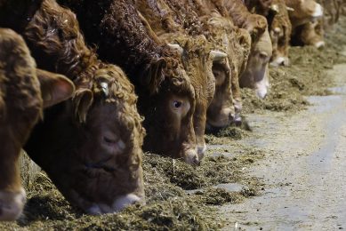 Besides good management and a well-balanced diet, one of the best ways to reduce feed costs and improve the feed efficiency of feedlot cattle is using phytogenic feed additives. Photo: Ruud Ploeg