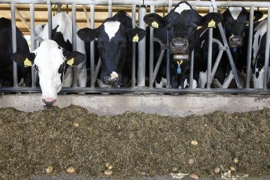 Supporting cattle sustainability credentials. Photo: Hans Prinsen