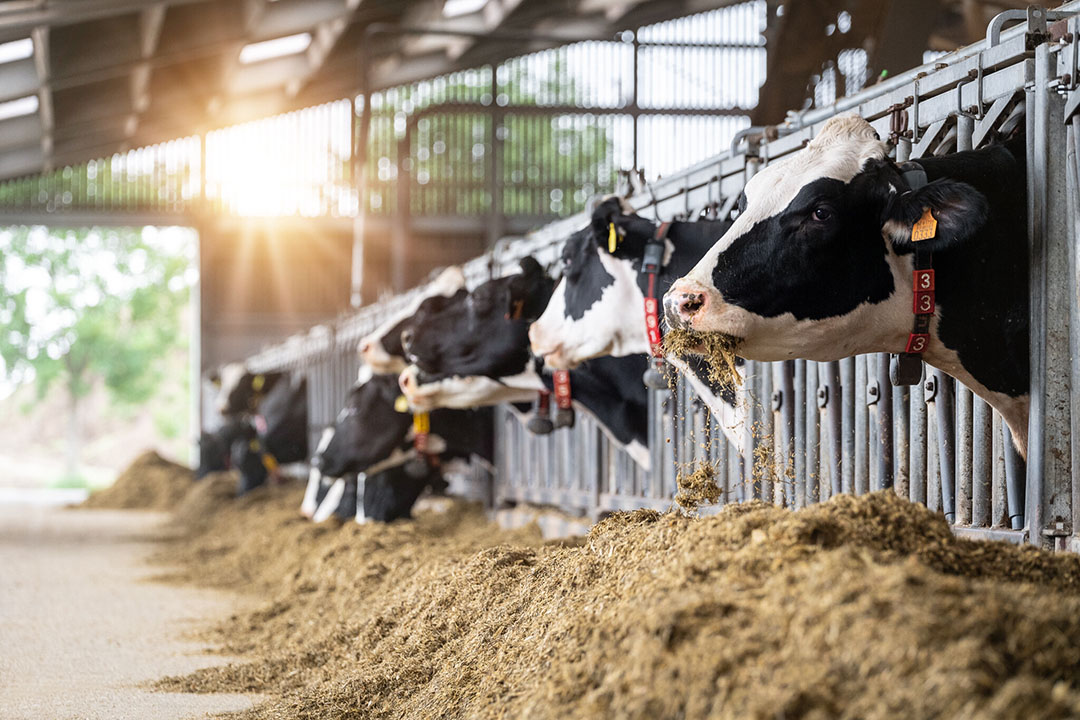Improved efficiency with protected amino acids - All About Feed