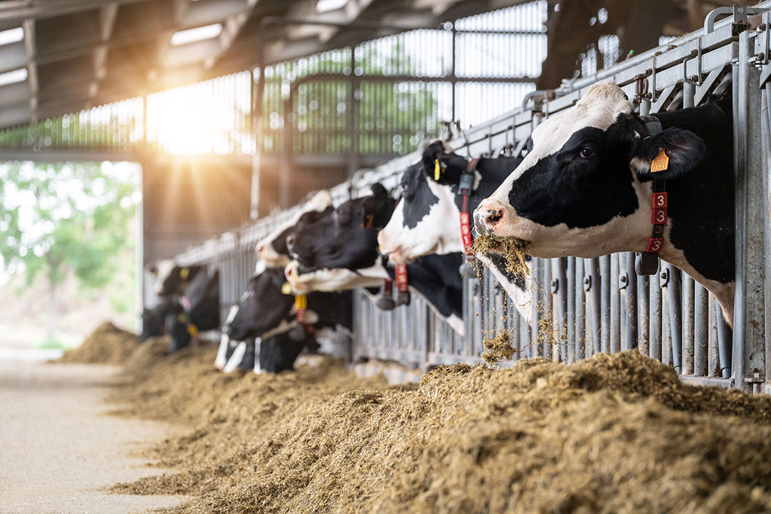 Improved efficiency with protected amino acids - All About Feed Improved efficiency with protected amino acids - All About Feed