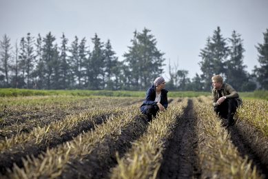 Agronomist Annette Lykke Voergaard, agronomist and commercial manager Rune Friis Kristensen in a potato field. Photo: KMC