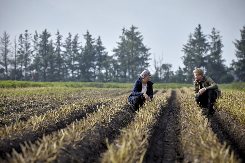 Agronomist Annette Lykke Voergaard, agronomist and commercial manager Rune Friis Kristensen in a potato field. Photo: KMC