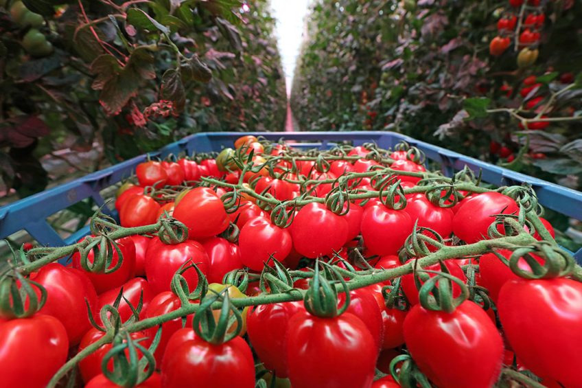 Tomato residue is a good source of bioactive molecules, especially carotenoids such as β-carotene and lycopene. Photo: Misset