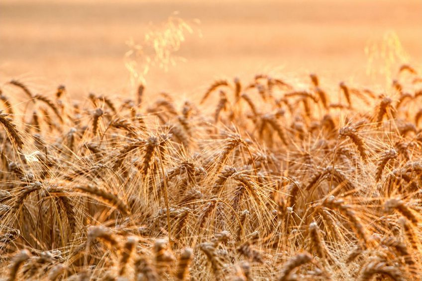 Wheat price hits well above € 300 Photo: Canva