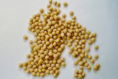 There are now 12 schemes that are compliant with the FEFAC Soy Sourcing Guidelines 2021. Photo: Thomas Kinto