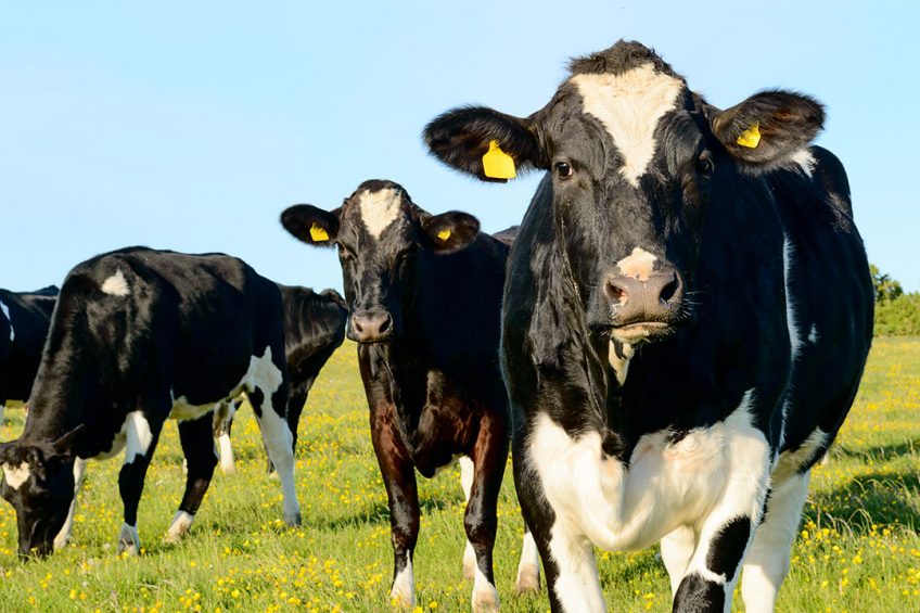 Black and white cows in grass field. Two cows look in to camera. One cow graze.; Shutterstock ID 285596687; PO: AAF006