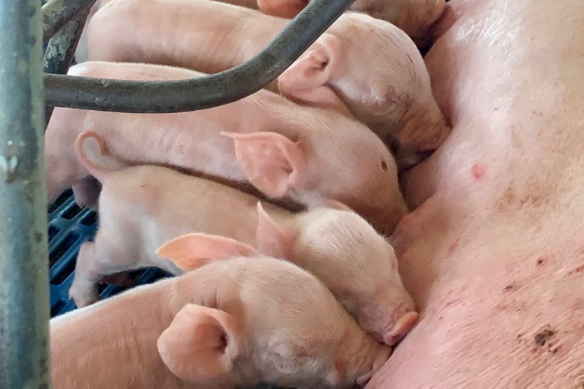 One-day old piglets on a farm site in Bahia state, Brazil. Photo: Daniel Azevedo