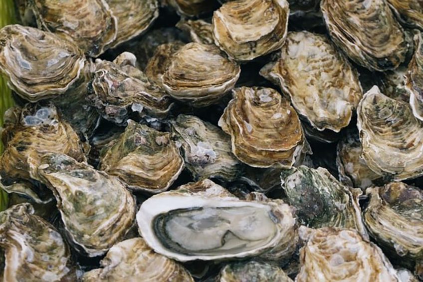 Bivalve shellfish, including oysters, are high in protein, omega-3 fatty acids and key minerals, but they provide the most sustainable source of animal protein in the world. Photo: Ben Stern