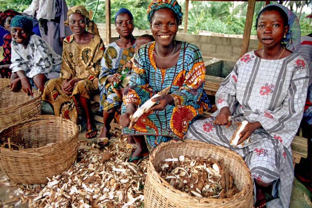 Making cassava peel mash is now a viable industry in Nigeria, as well as a source of employment. Photo: International Institute of Tropical Agriculture (IITA)