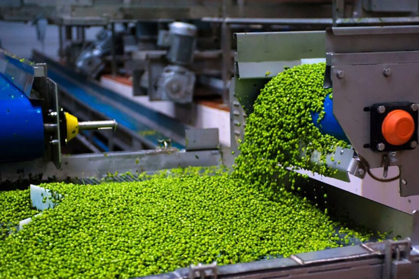 The Russian feed industry could benefit from pea processing. Photo: Slavyansk canned factory