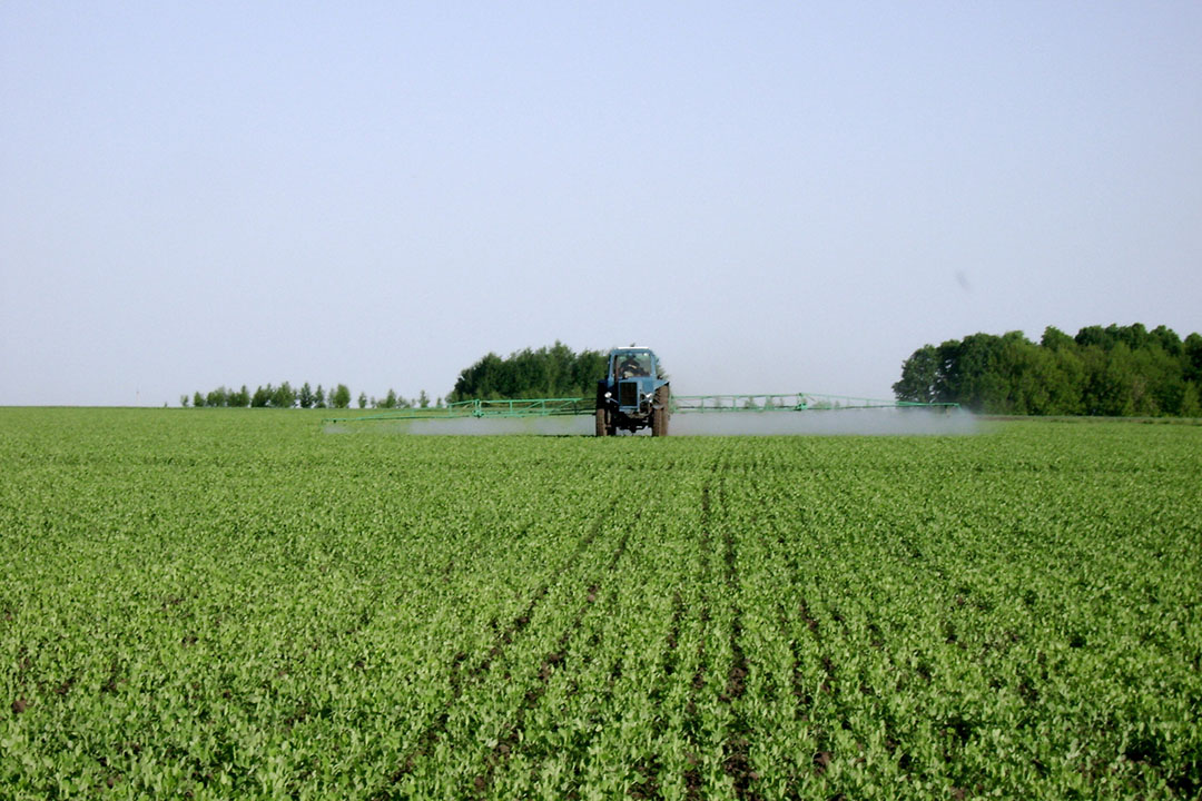 Russian pea production is growing. Photo: Russian Academy of Science