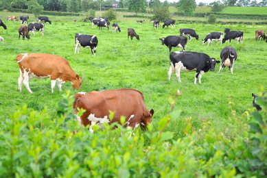 With excellent summer grass growing conditions, the forage yields are high, but the utilisation of grazed grass is not as good as it could be. Photo: Chris McCullough