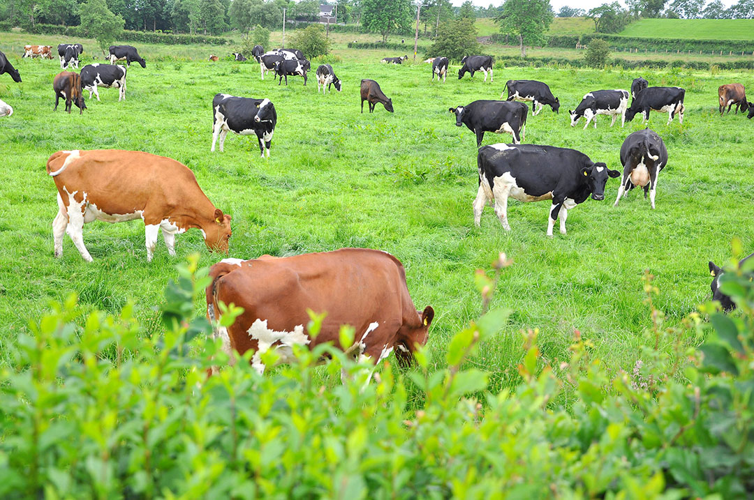 Maximise use of grazed grass for dairy cattle - All About Feed