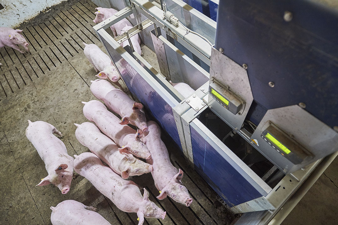 To maximise nutrient utilisation, smart livestock feeding aims to determine available nutrients in feed ingredients to precisely meet the nutrient needs of an individual or group of animals in real time. Photo: Van Assendelft Fotografie